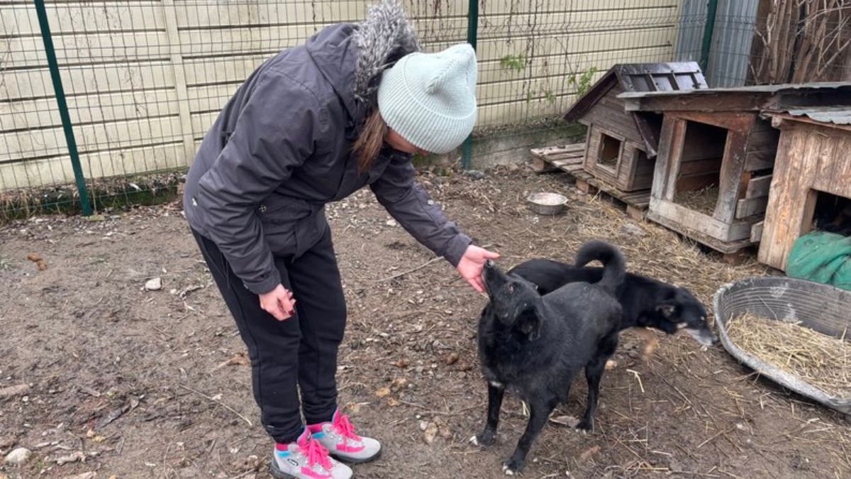 притулок для собак