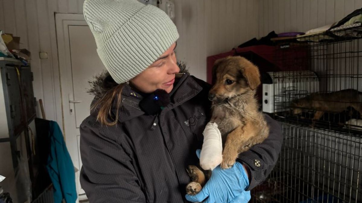 притулок для собак