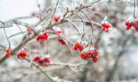 Посівний календар на грудень