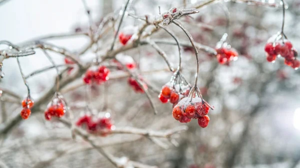 Посівний календар на грудень
