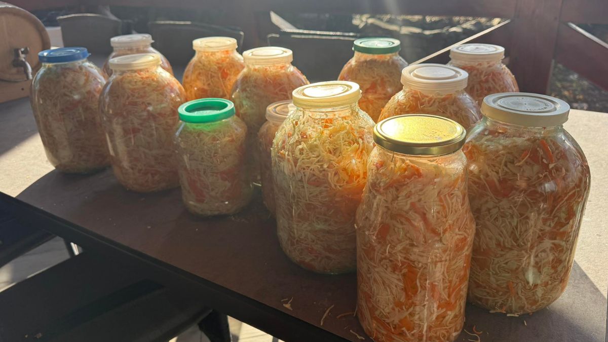 квашена капуста