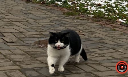 Притулок "Дім Сірка" шукає домівку для цуценят і кошенят