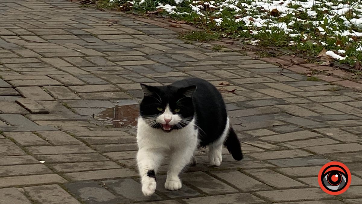 Притулок "Дім Сірка" шукає домівку для цуценят і кошенят