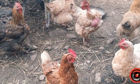 щоб кури несли яйця