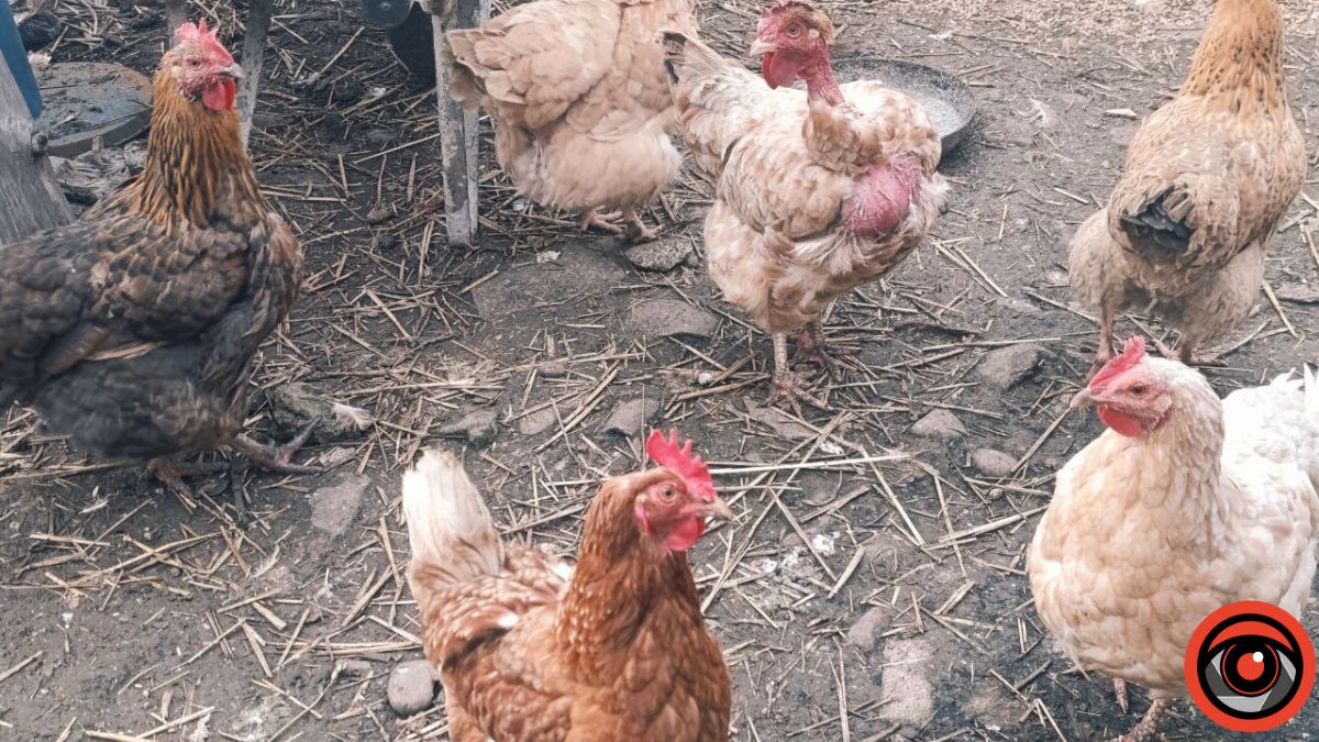 щоб кури несли яйця