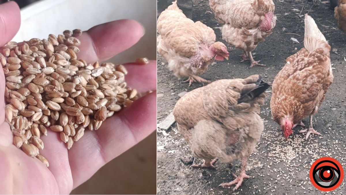 щоб кури несли яйця