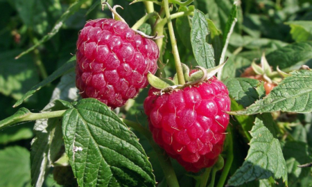 підживлення малини