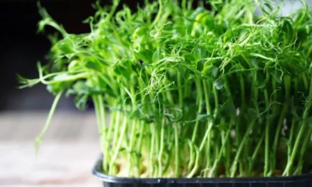 Яку зелень можна виростити на підвіконні