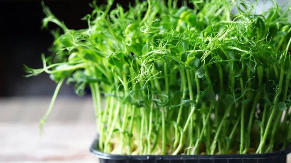 Яку зелень можна виростити на підвіконні