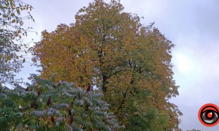 погода на 8 грудня