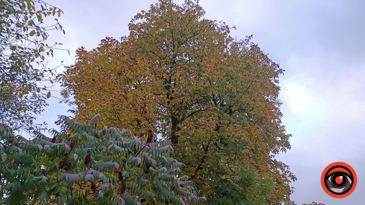 погода на 8 грудня