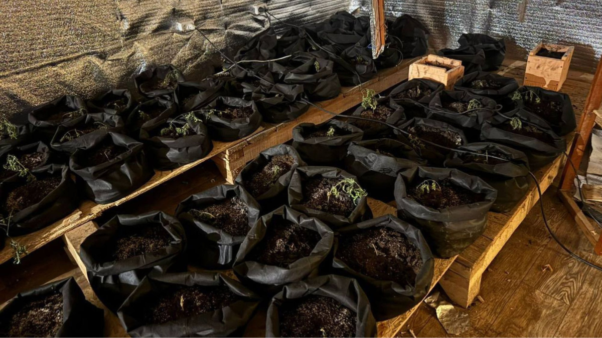 У будинку прикарпатця виявили 129 рослин конопель, які він ретельно доглядав