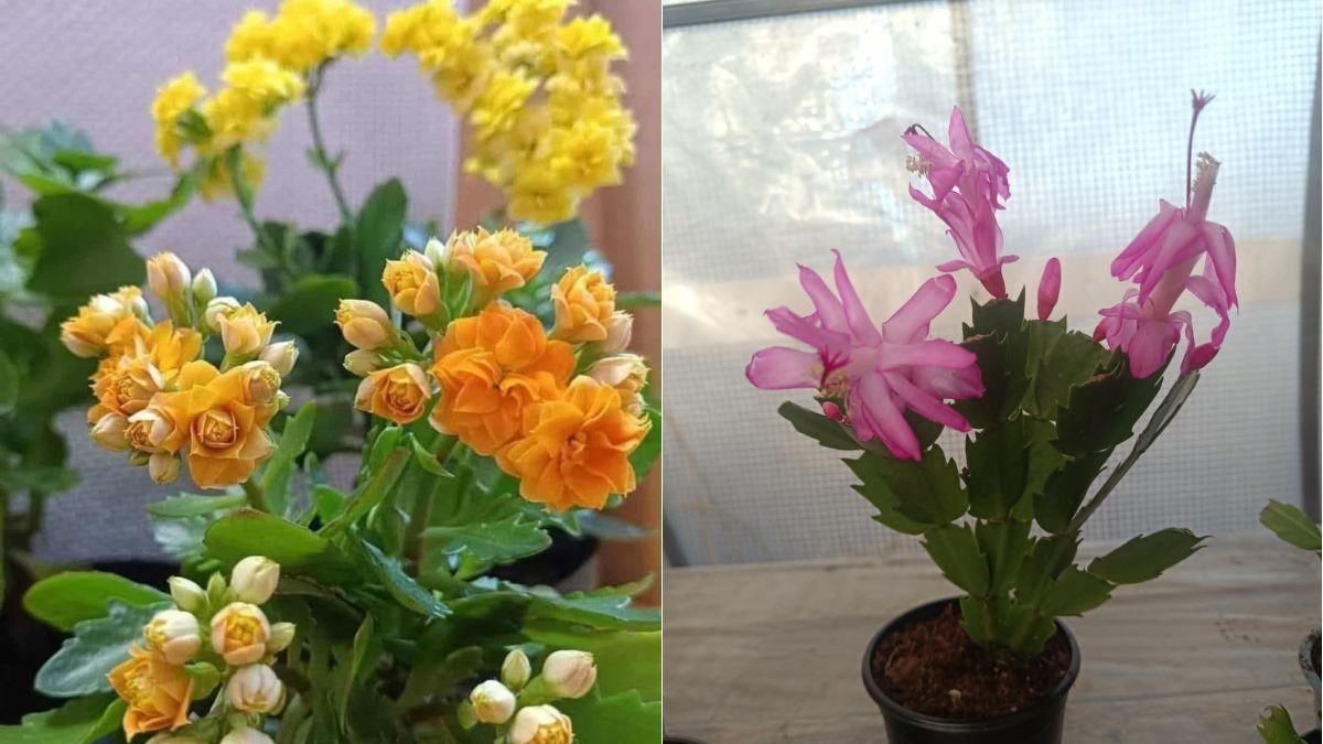 кімнатні рослини