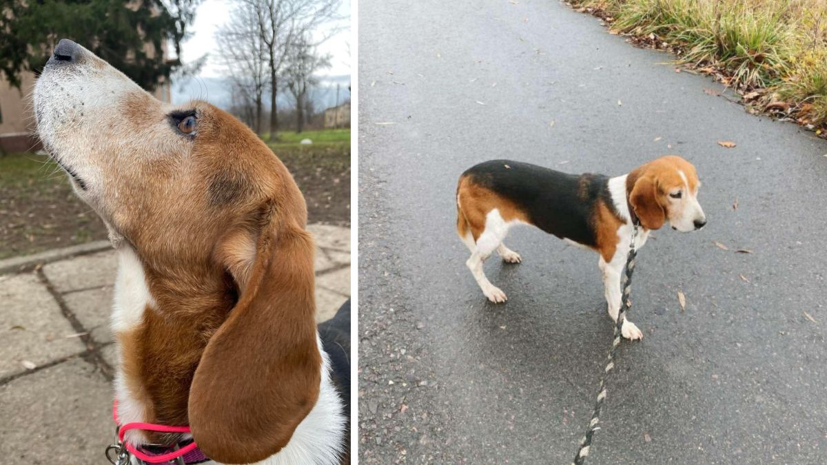 Дім Сірка шукає дім для собак