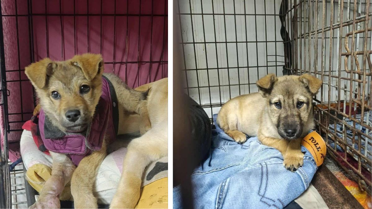 Дім Сірка шукає дім для собак