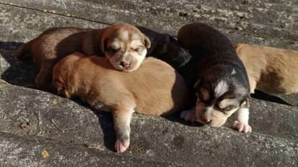 Дім Сірка шукає дім для собак