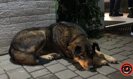 У Калуші відбудеться безкоштовна стерилізація собак