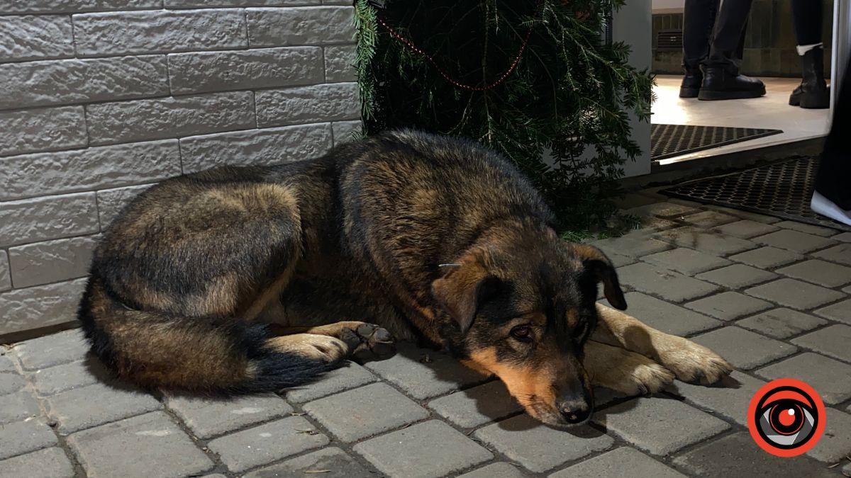 У Калуші відбудеться безкоштовна стерилізація собак