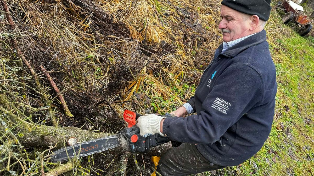 толока у Голині