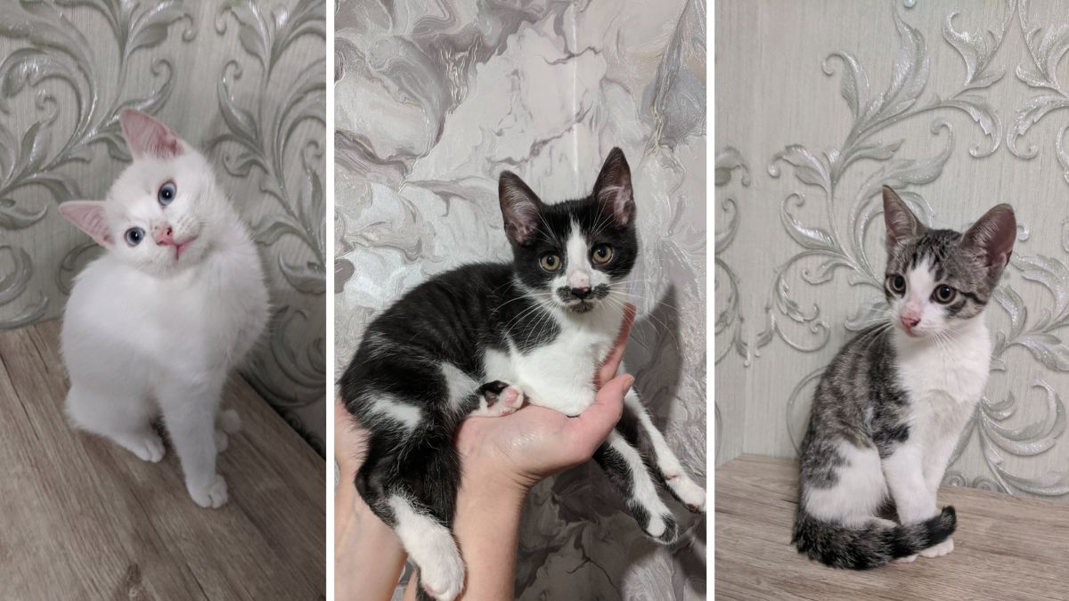 Притулок "Дім Сірка" шукає домівку для цуценят і кошенят