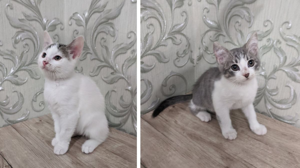 Притулок "Дім Сірка" шукає домівку для цуценят і кошенят