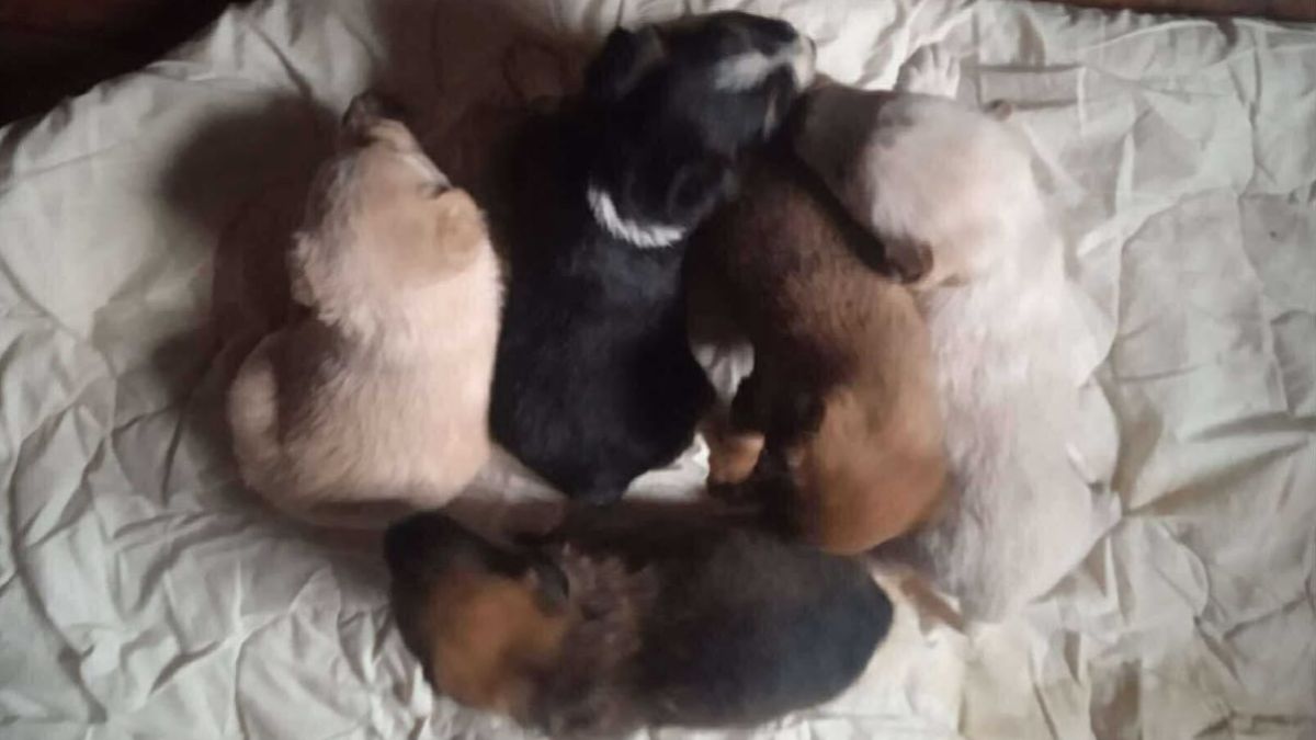 Притулок "Дім Сірка" шукає домівку для цуценят і кошенят