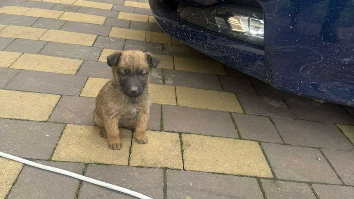 Притулок "Дім Сірка" шукає домівку для цуценят і кошенят