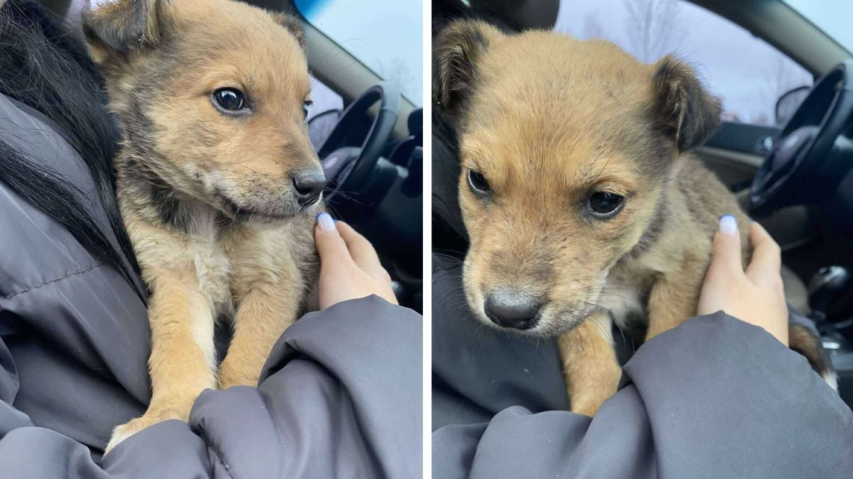 Притулок "Дім Сірка" шукає домівку для цуценят і кошенят