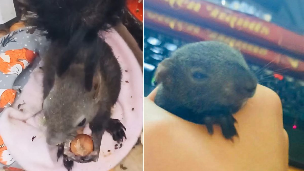 білочка у Долині