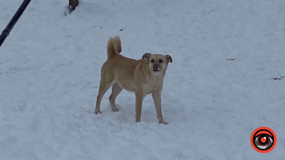 Калушани зносять теплі речі для собак, проте у притулку досі бракує рук