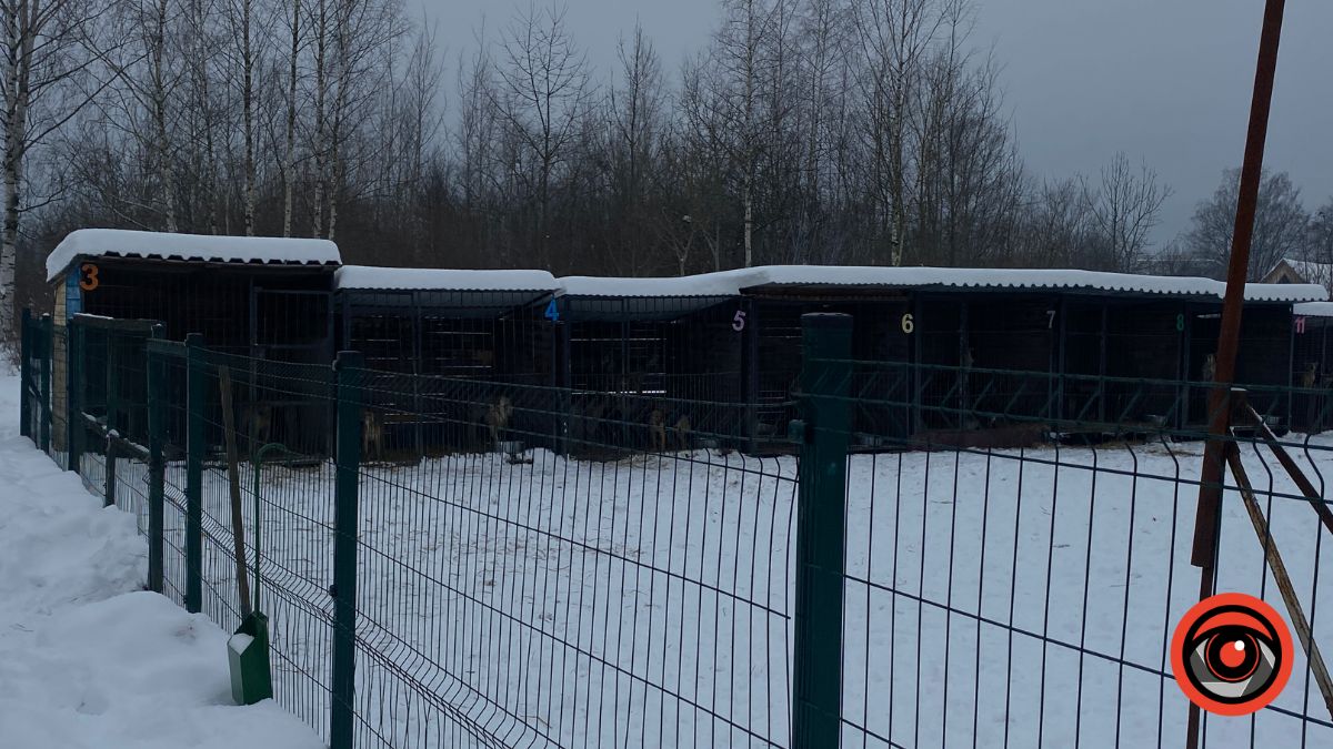 Калушани зносять теплі речі для собак, проте у притулку досі бракує рук