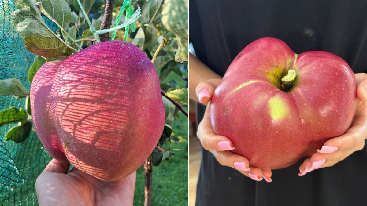 яблуко-гігант