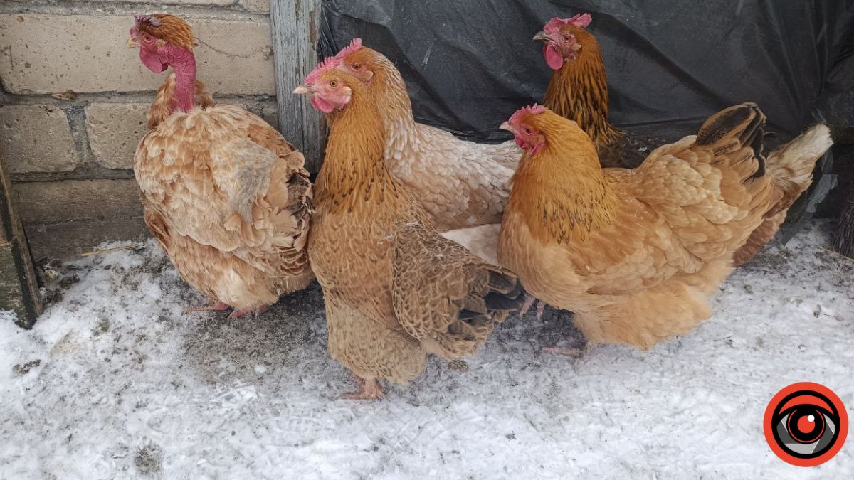 тепла вода для курей взимку