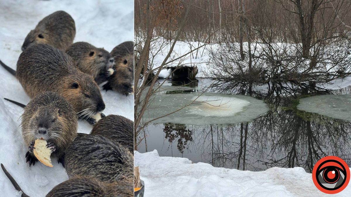 нутрії на Рожнятівщині