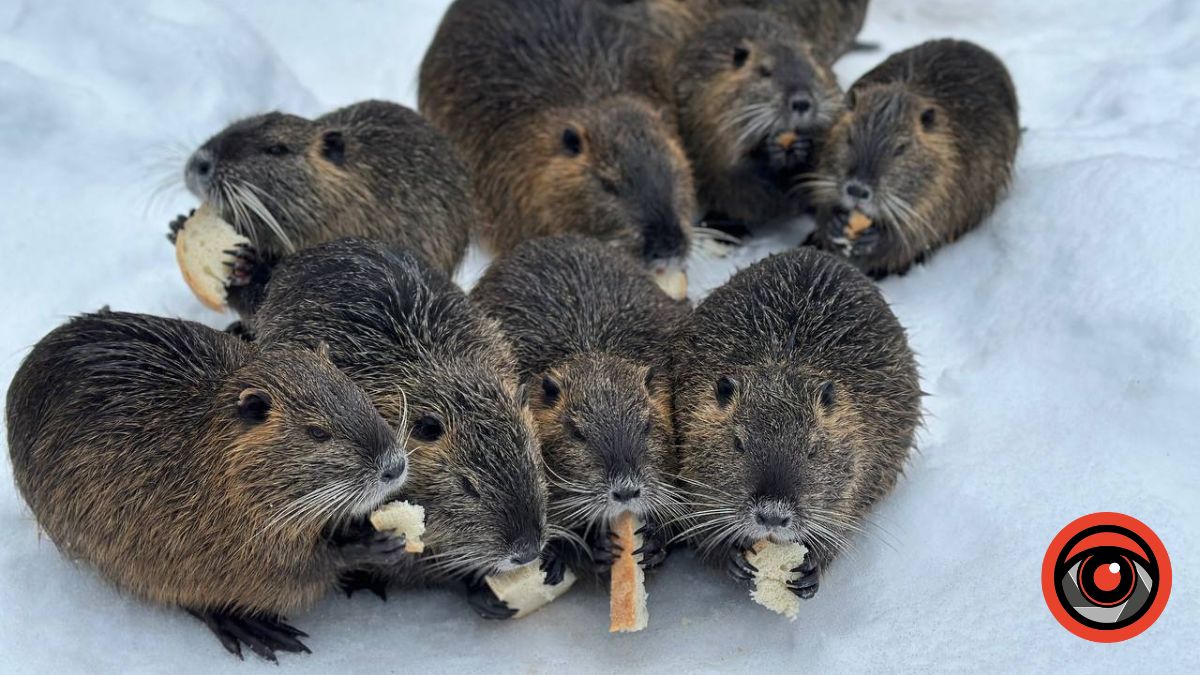 нутрії на Рожнятівщині