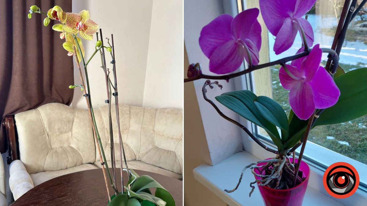 цвітіння орхідеї взимку