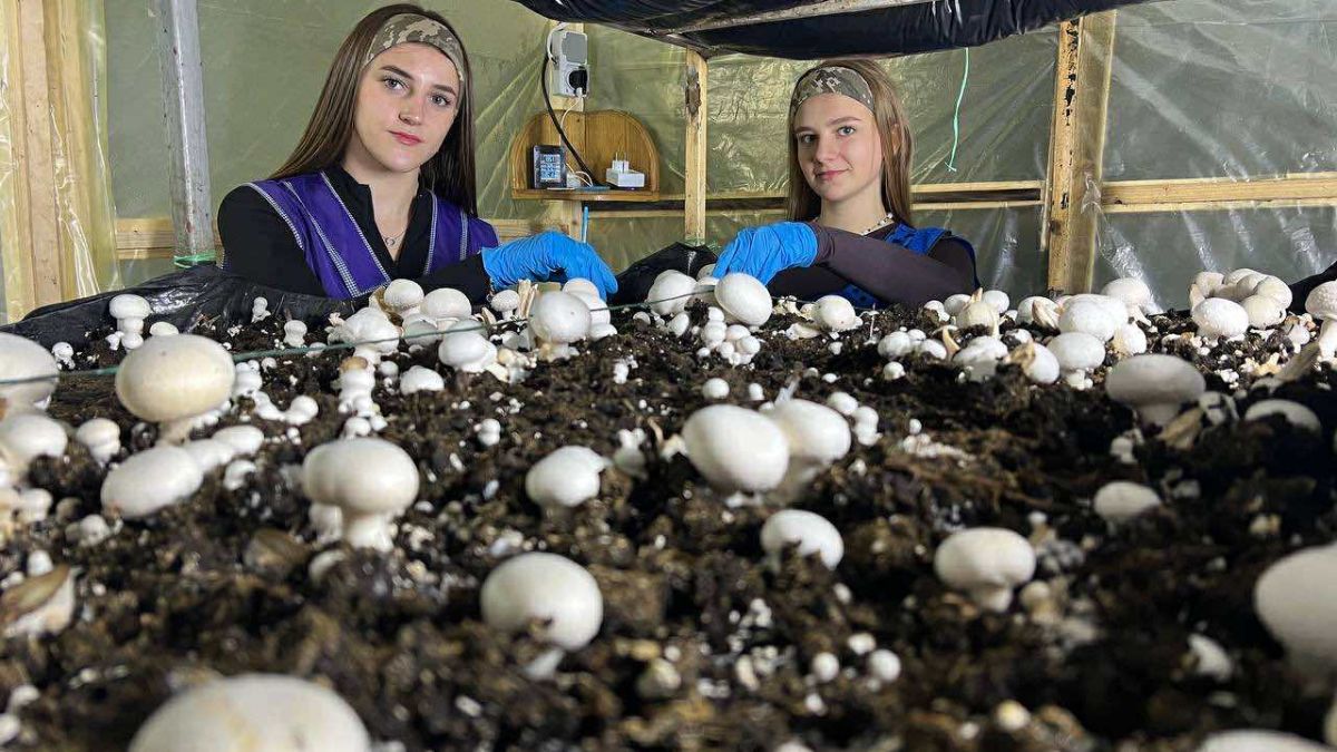 Вирощування печериць у Тисівському ліцеї