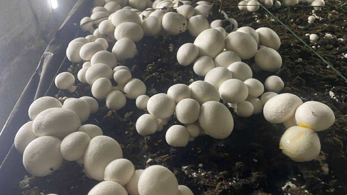 Вирощування печериць у Тисівському ліцеї