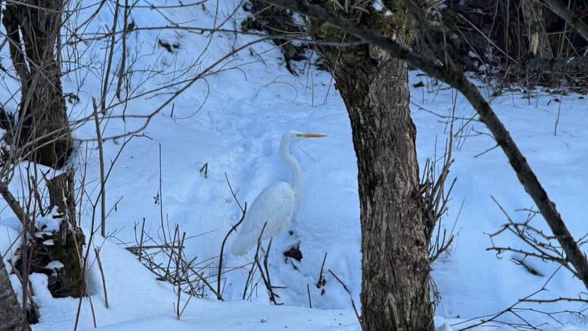 Біла чапля у Ріпному