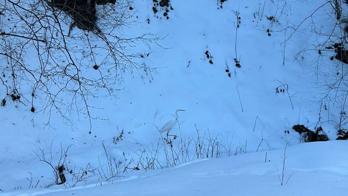 Біла чапля у Ріпному