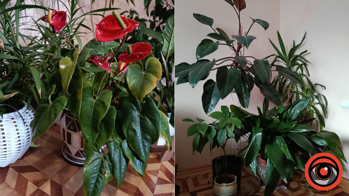 Полив кімнатних рослин