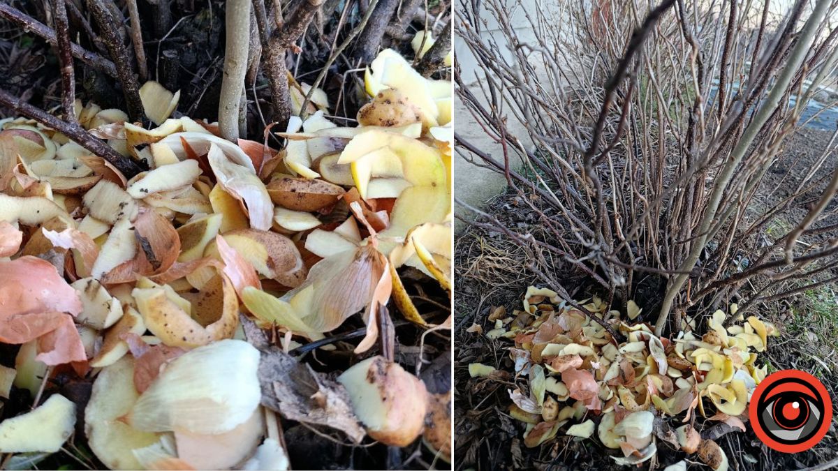 Екодобриво з лушпиння