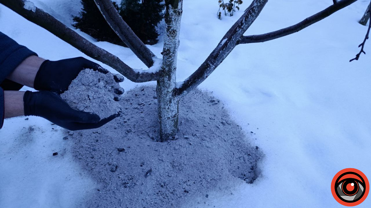 Чому взимку варто розсипати попіл у саду — досвід господаря з Рожнятівщини