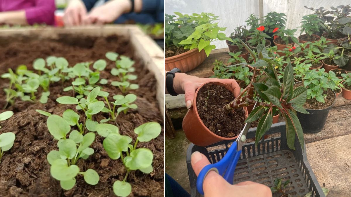 Які квіти будуть цього літа у Долині