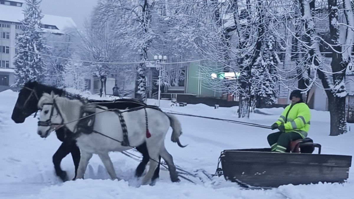 У Рожнятові кіньми прибирають сніг