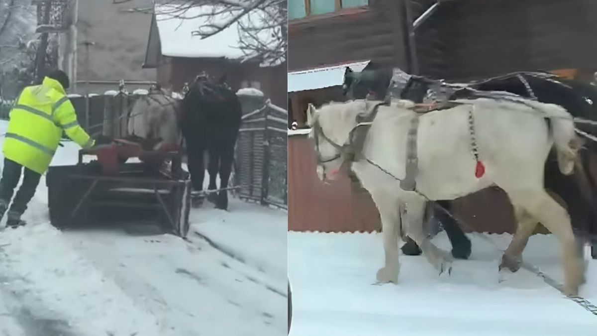 У Рожнятові кіньми прибирають сніг