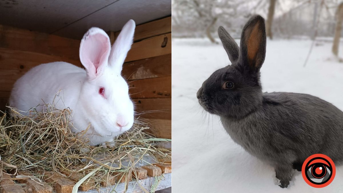 чому хворіють кролі