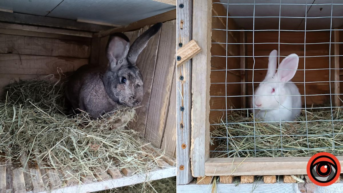 Зимове меню для кролів