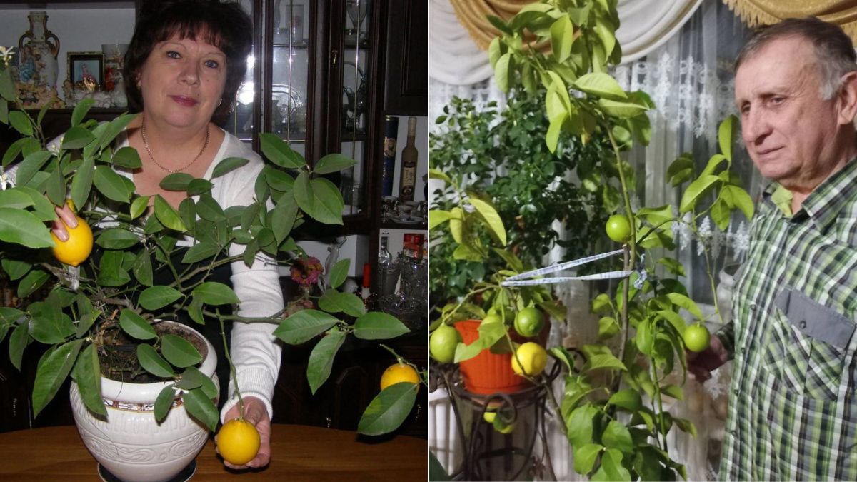Подружжя вирощує лимони