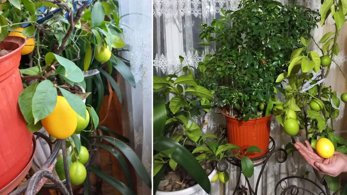 Подружжя вирощує лимони